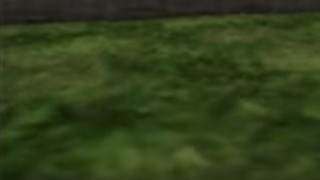 Illustration for article titled 10 Clumps Of Grass In Video Games